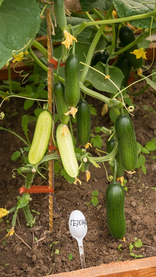 Партнер Огурец ГЕРОЛЬД F1 ^(5шт), изображение 2