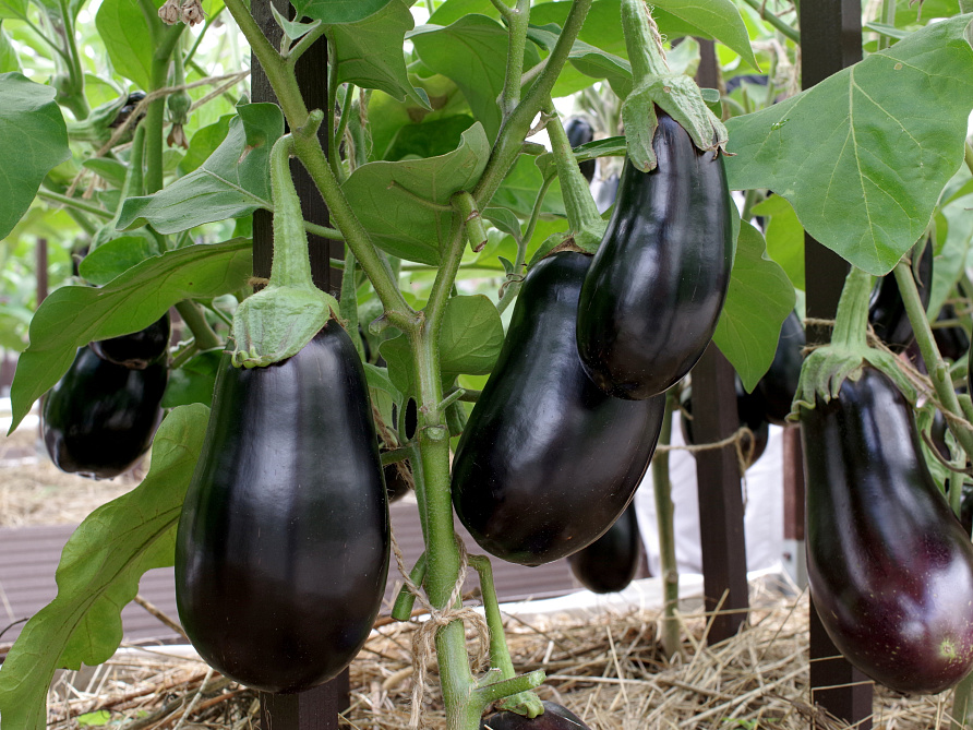 Партнер Баклажан ХУЛИГАН F1 ^(10шт) 2-ной пак, изображение 5