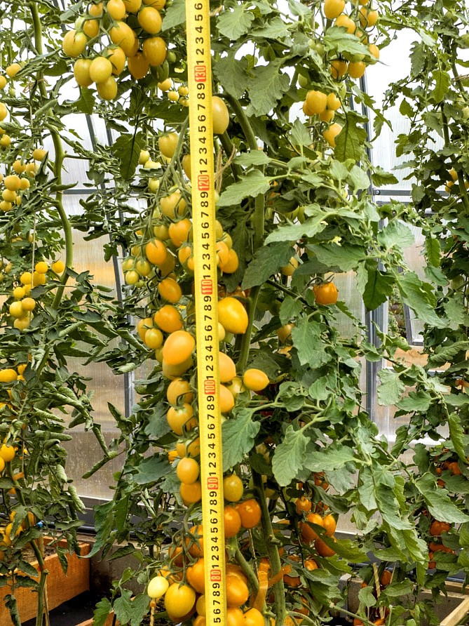 Партнер Томат ЧЕРРИСОФА F1 ^(5шт) 2-ной пак, изображение 3