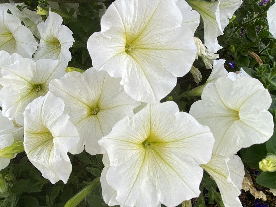 Партнер Петуния серия "Ма Шери" АЛЬБИНИЯ F1 / многоцветковая полуампельная^(5шт в амп), изображение 2