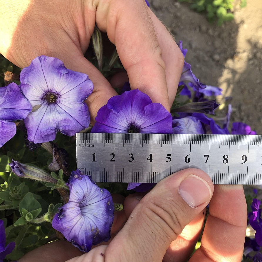 Партнер Петуния серия "Итальянка" КОЛОМБИНА F1 /многоцветковая каскадная голубая ^(5шт в амп), изображение 4