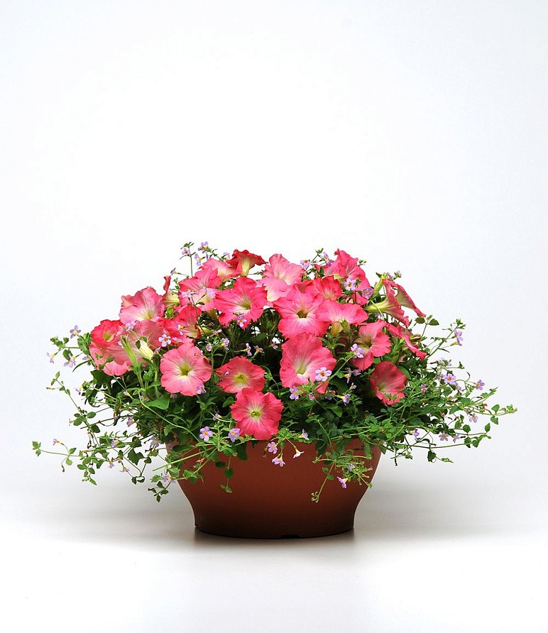 Партнер Петуния F1 серия ИЗИ ВЭЙВ РОЗИ ДОУН/ многоцветковая каскадно-ампельная^(5шт в амп), изображение 2