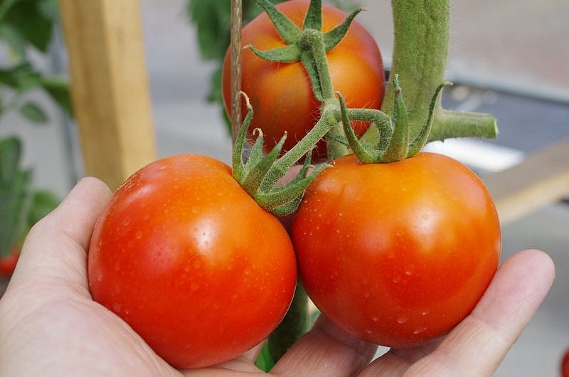 Партнер Томат ВЕНДЕТТА F1 ^(5шт) 2-ной пак, изображение 3