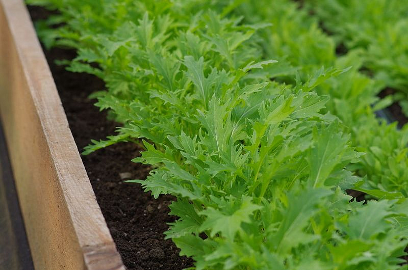 Партнер Капуста японская РУСАЛОЧКА ^(1г), изображение 1