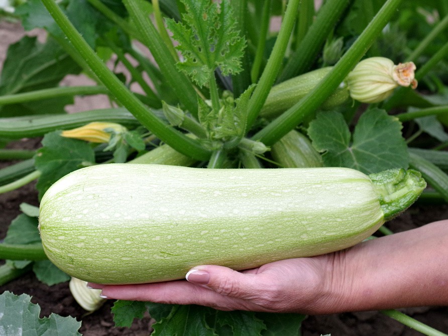 Партнер Кабачок ГЕНРИ F1 ^(5шт), изображение 2