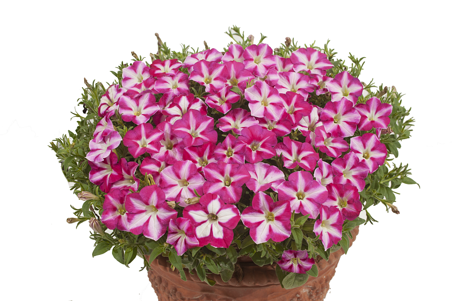 Партнер Петуния серия "Итальянка" АГНЕССА F1 /многоцветковая каскадная бело-розовая ^(5шт в амп), изображение 1