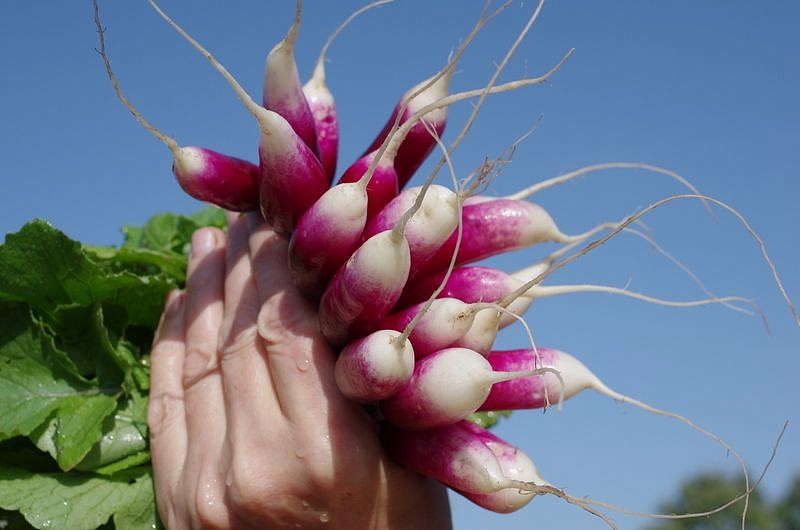 Партнер Редис КЛЕОПАТРА ^(2г), изображение 4