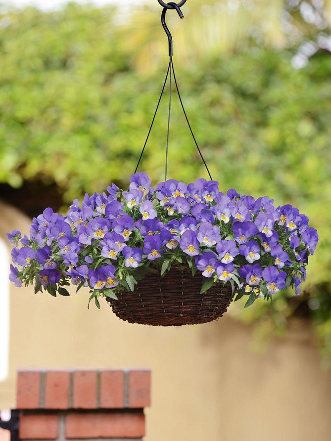 Партнер Виола F1 ампельная КУЛ ВЭЙВ БЛЮ СКАЙС ^(5шт в амп), изображение 3