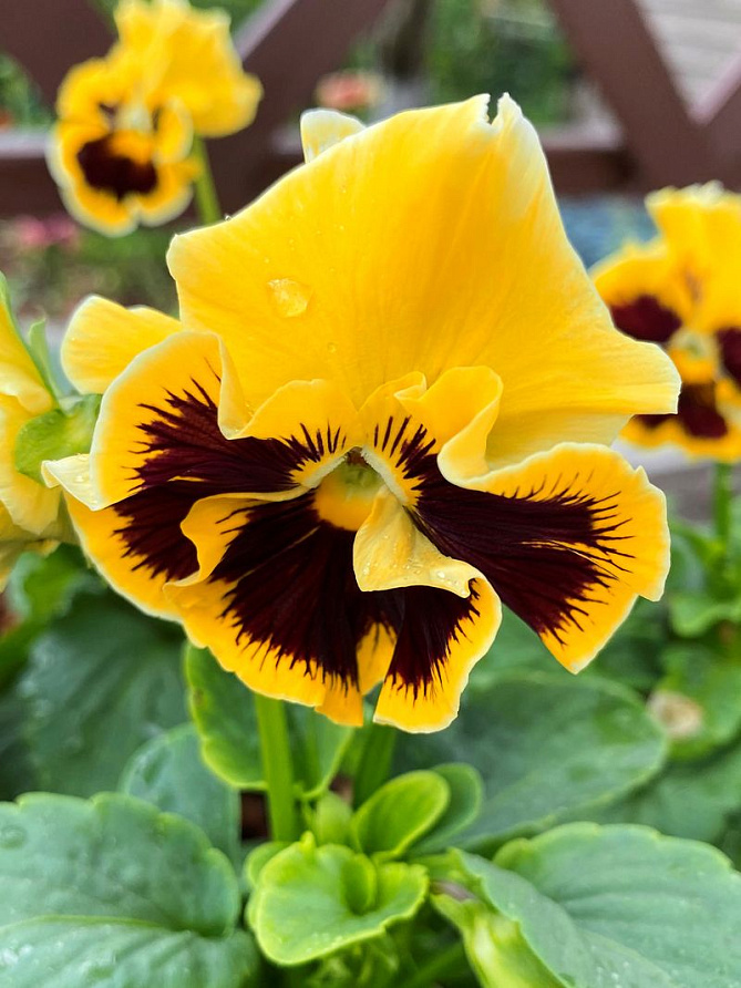 Партнер Виола F1 бахромчатая серия "Танго-манго" КАН КАН ^(5шт) 2-ной пак, изображение 1