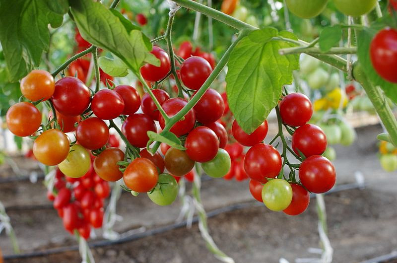 Партнер Томат ДИРИЖЕР F1 ^(10шт) 2-ной пак, изображение 6