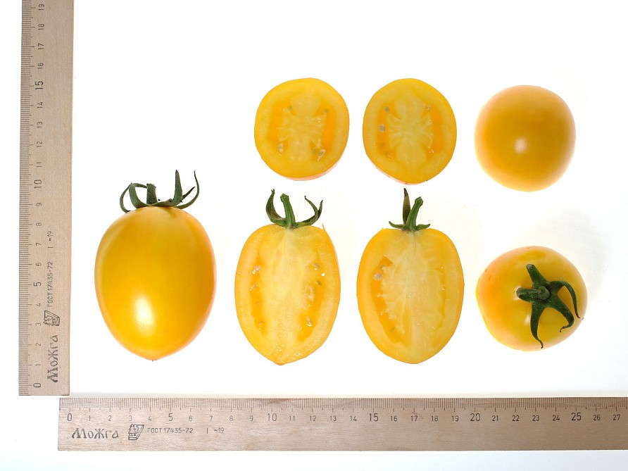 Партнер Томат РЕНЕССАНС F1 ^(10шт) 2-ной пак, изображение 4