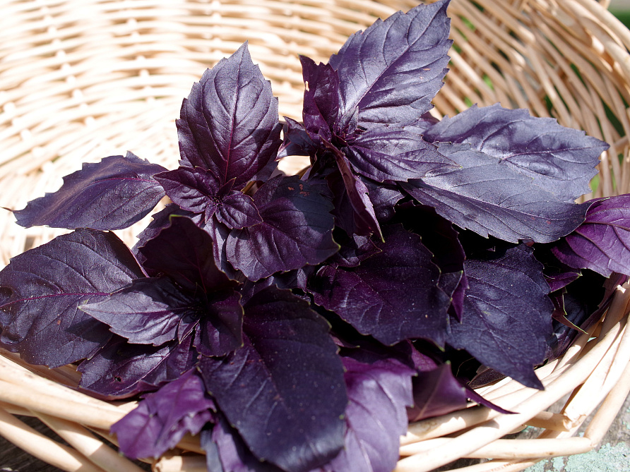 Партнер Базилик РОЗИ фиолетовый ^(1г), изображение 6