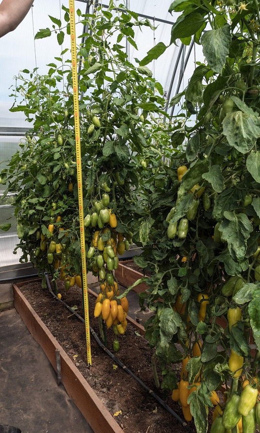 Партнер Томат БАНАНОВЫЕ НОГИ ^(10шт), изображение 7