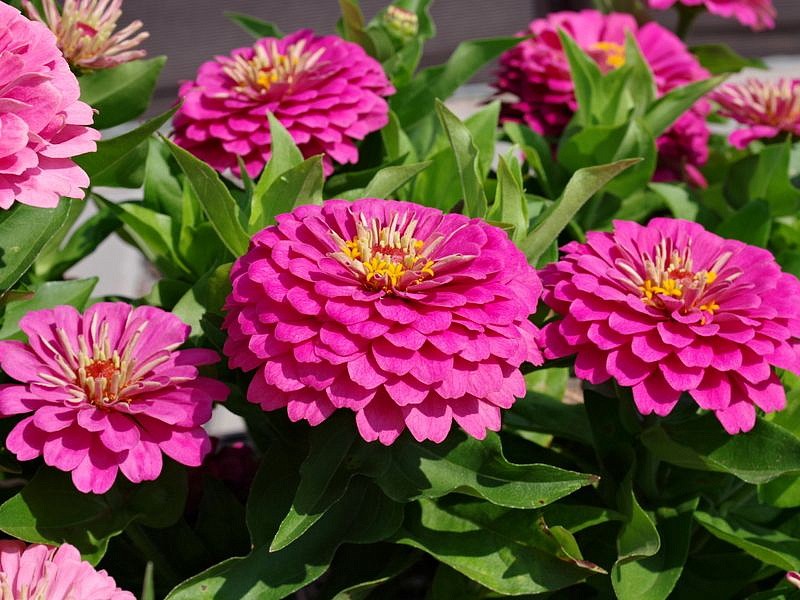 Партнер Цинния F1 ПРИМАВЕРА / георгиновидная ^(4шт), изображение 4