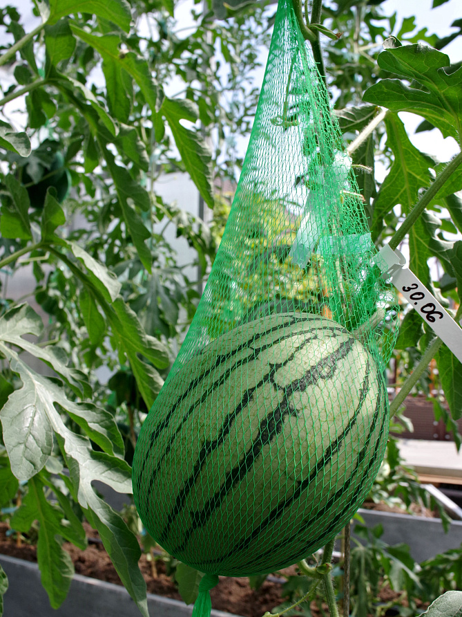 Партнер Арбуз КУБОК ОГНЯ F1 ^(5шт) 2-ной пак, изображение 3