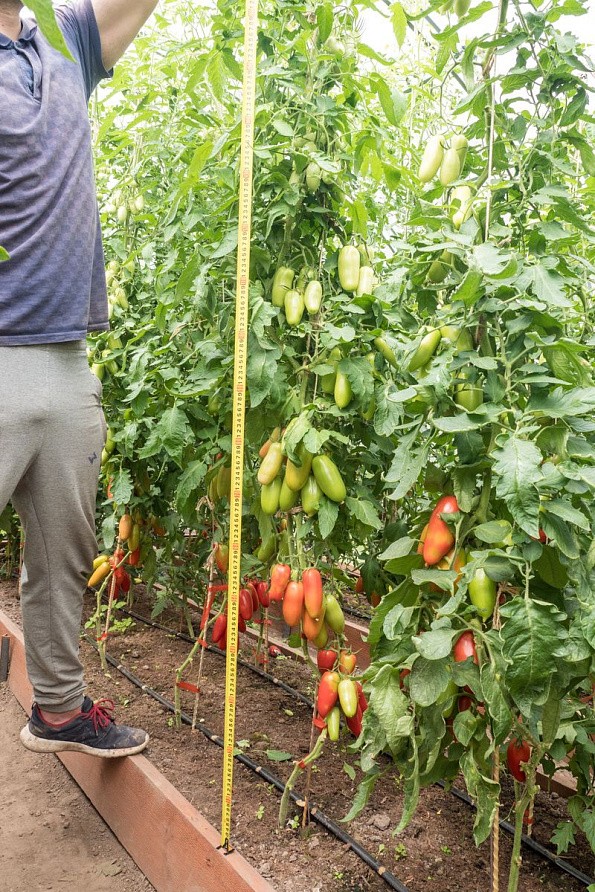 Партнер Томат ДАМСКИЙ КАПРИЗ F1 ^(10шт) 2-ной пак, изображение 7