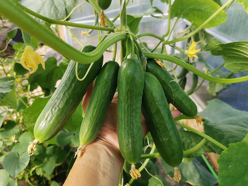 Партнер Огурец МАРИНИН F1 ^(5шт), изображение 4