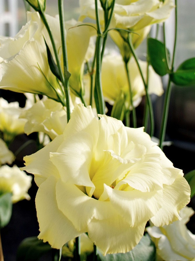 Партнер Эустома F1 срезочная махровая МАДАМ НОУЛЗ ^(5шт в амп), изображение 1