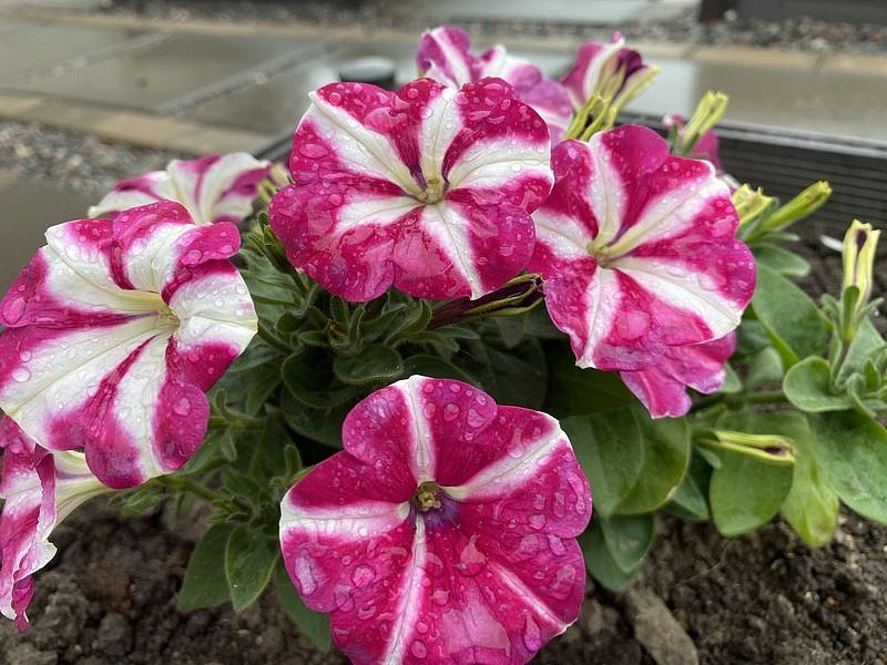 Партнер Петуния серия "Итальянка" АГНЕССА F1 /многоцветковая каскадная бело-розовая ^(5шт в амп), изображение 2