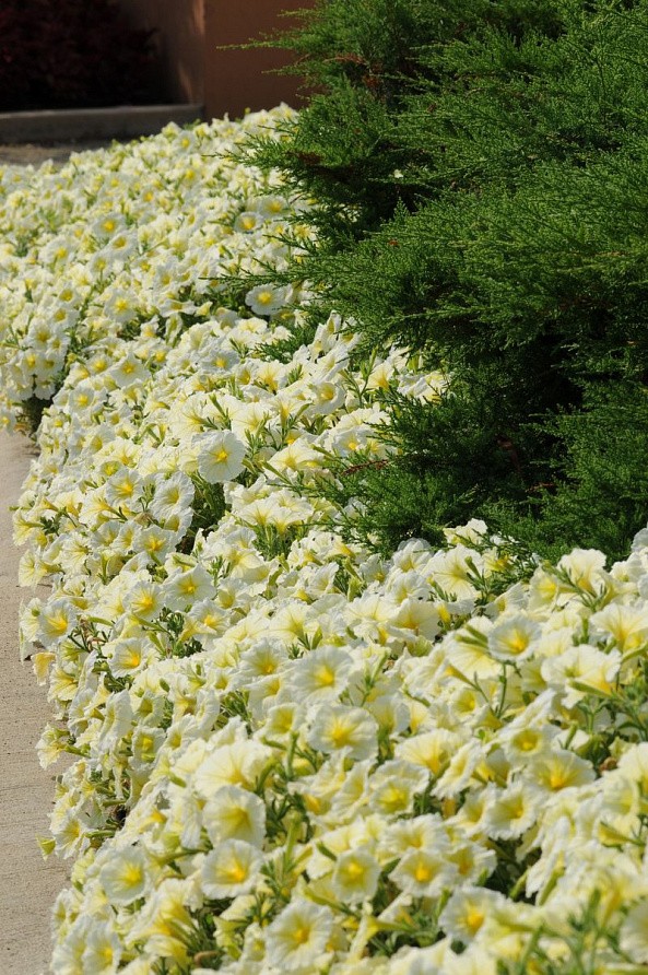 Партнер Петуния серия "Кэнди" ИВЕТТА F1 /крупноцветковая прямостоячая желтая ^(5шт в амп), изображение 2