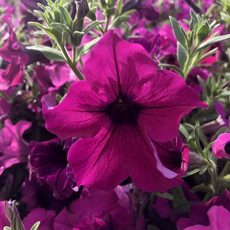 Партнер Петуния серия "Вивальди" ТАЙНА F1 / крупноцветковая ампельная^(5шт в амп), изображение 2