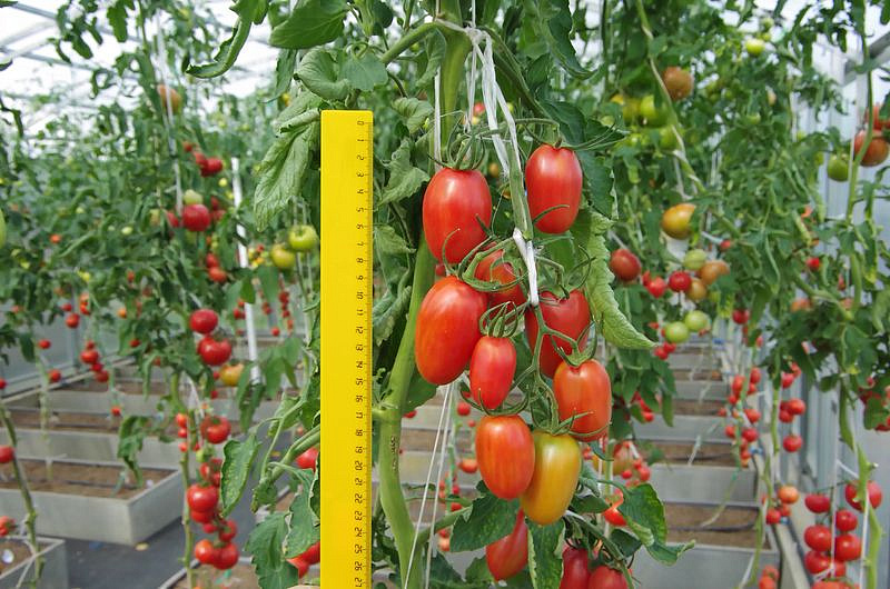 Партнер Томат ЛЕОН F1 ^(10шт) 2-ной пак, изображение 1