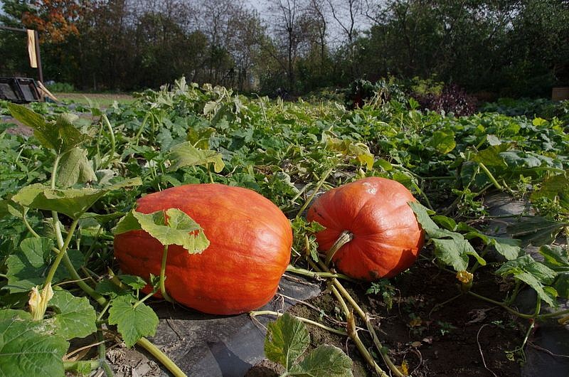 Партнер Тыква АТЛАНТ ^(10шт), изображение 3