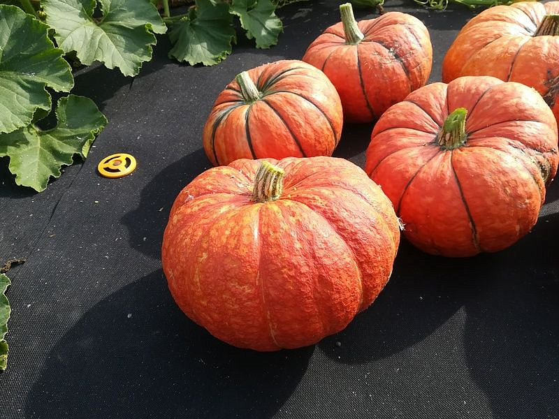 Партнер Тыква КОНФЕТКА ^(5шт), изображение 3