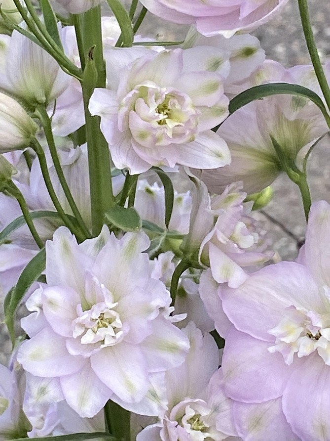 Партнер Дельфиниум F1 новозеландский МИНИ СТАР ^(3шт), изображение 2