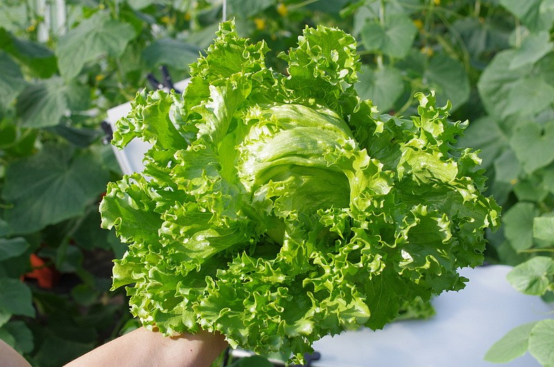 Партнер Салат кочанный ТАРЗАН ^(1г), изображение 4