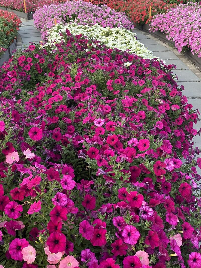 Партнер Петуния серия "Амбре" ЭЛОИЗ F1 / многоцветковая каскадная^(5шт в амп), изображение 2