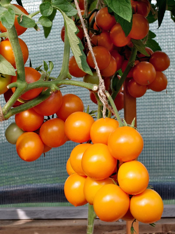 Партнер Томат ЯНТАРНАЯ КАПЛЯ F1 ^(10шт) 2-ной пак, изображение 2