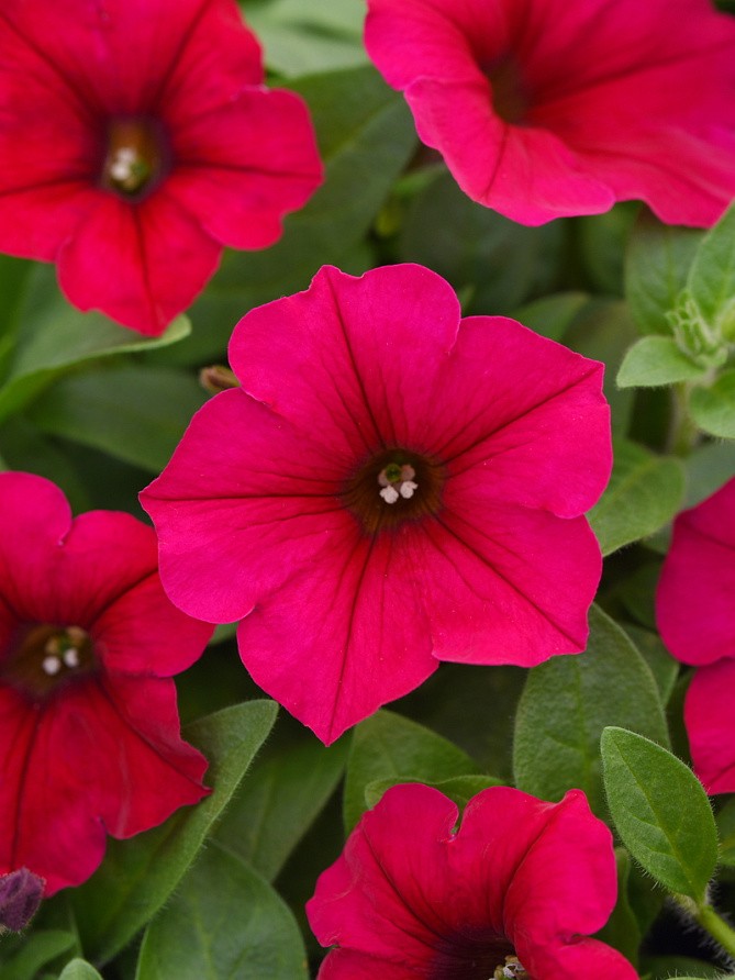 Партнер Петуния F1 серия ТАЙДЕЛ ВЭЙВ ЧЕРРИ/ многоцветковая ампельная ^(5шт в амп), изображение 2