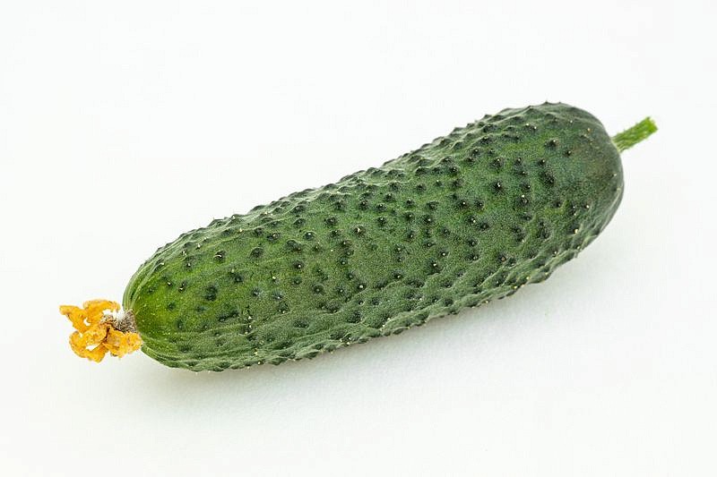 Партнер Огурец БЬЕРН F1 ^(5шт), изображение 4