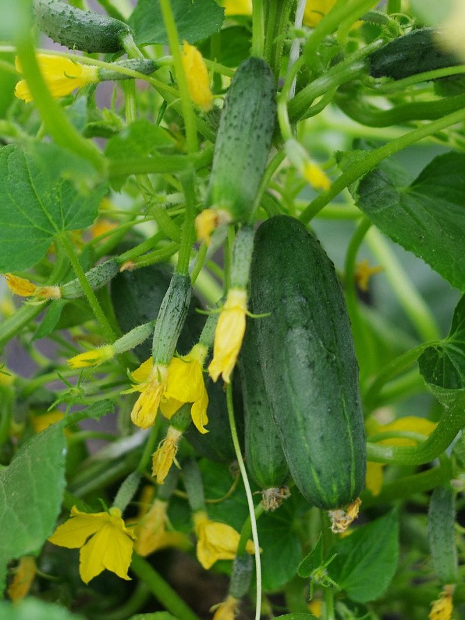 Партнер Огурец КРОШ F1 ^(10шт), изображение 1