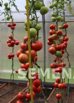 Партнер Томат КРАСНЫЙ ФАКЕЛ F1 ^(5шт) 2-ной пак фото 5