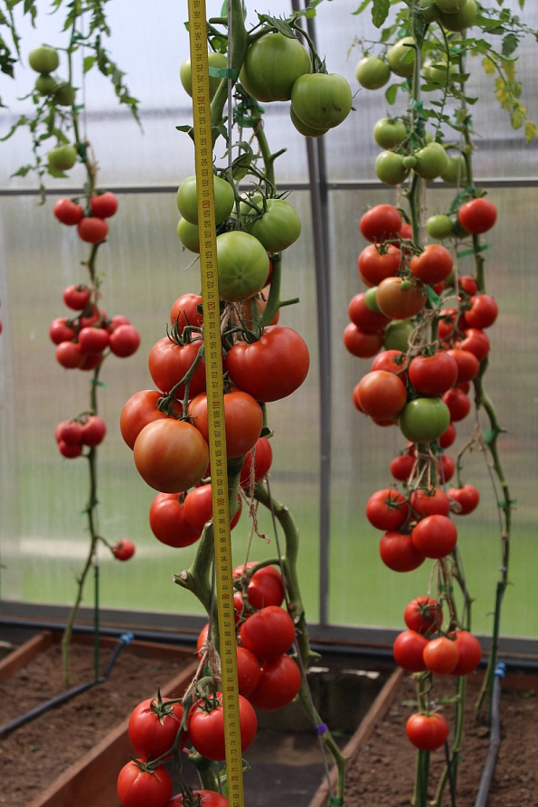 Партнер Томат КРАСНЫЙ ФАКЕЛ F1 ^(5шт) 2-ной пак, изображение 5