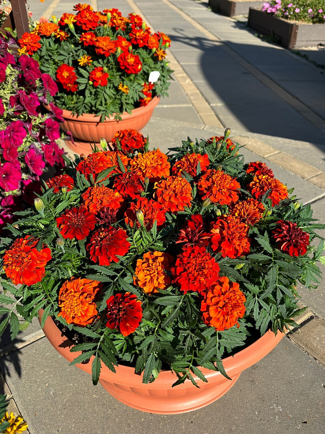 Партнер Бархатцы отклоненные ФАЙРБОЛЛ ^(10шт), изображение 3