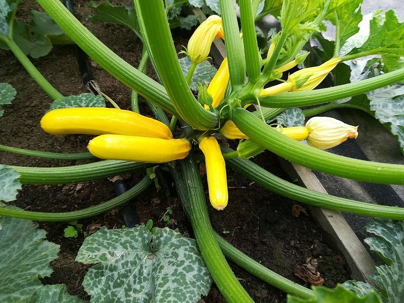 Партнер Кабачок ЖЕЛТОПЛОДНЫЙ ^(10шт), изображение 1