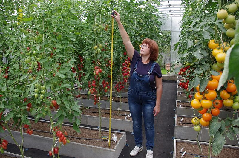 Партнер Томат РОЗОВЫЙ КОТЯ F1 ^(10шт) 2-ной пак, изображение 2