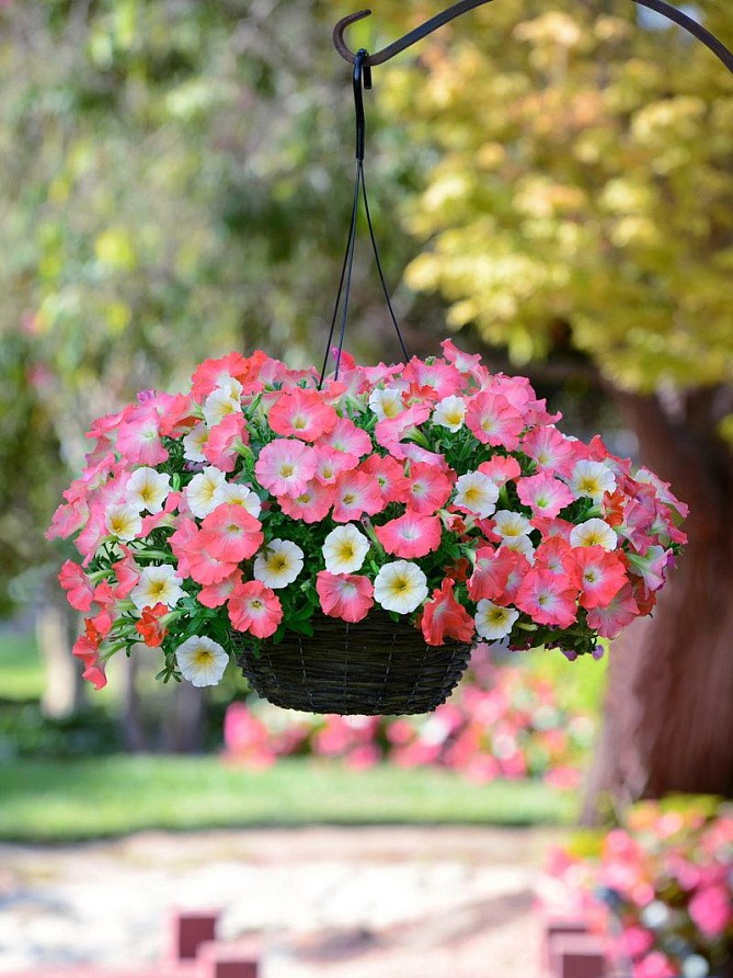 Партнер Петуния F1 серия ИЗИ ВЭЙВ РОЗИ ДОУН/ многоцветковая каскадно-ампельная^(5шт в амп), изображение 3