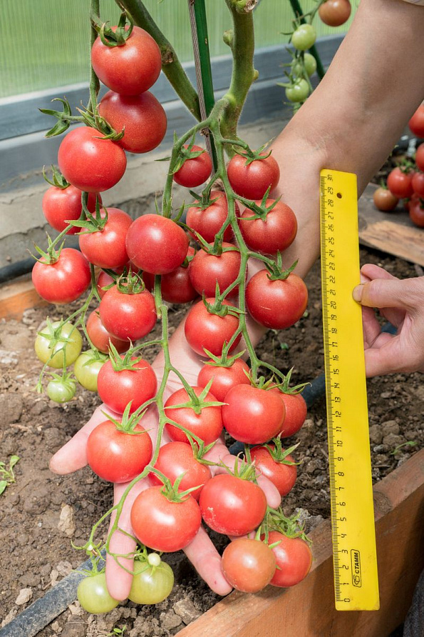 Партнер Томат ЧЕРРИ ЛИТЛПИНКИ F1 ^(10шт) 2-ной пак, изображение 4