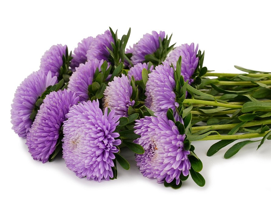 Партнер Астра китайская ЛЕБЕДИНАЯ ВЕРНОСТЬ ^(5шт в амп), изображение 2