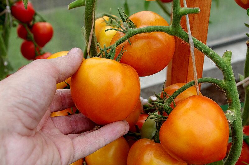 Партнер Томат ЗОЛОТАЯ МИЛЯ F1 ^(0,05г) 2-ной пак, изображение 9