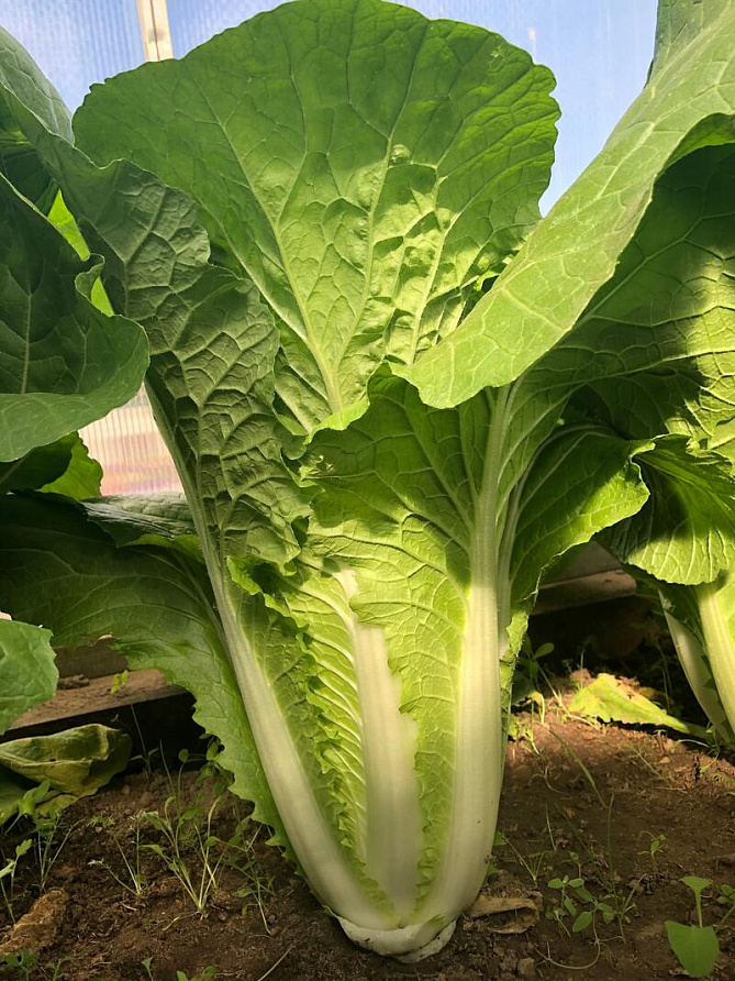 Партнер Капуста Пекинская ГИДРА F1 ^(0,5г), изображение 1