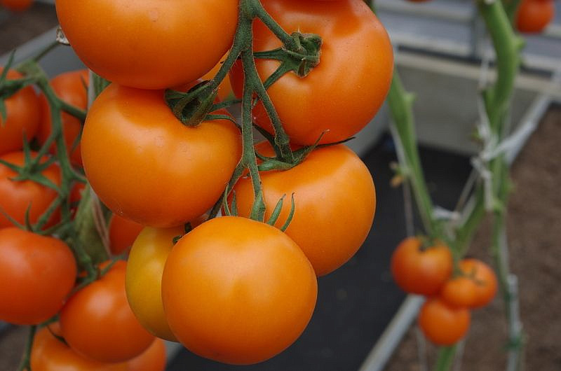 Партнер Томат АНВАР F1 ^(5шт) 2-ной пак, изображение 4