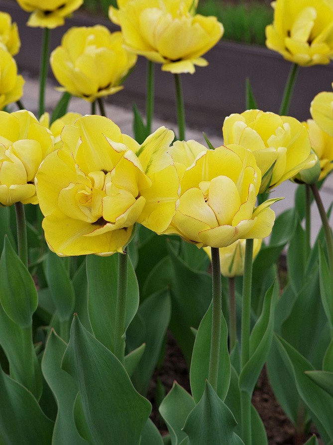 Партнер Тюльпан махровый поздний Акебоно ^(5шт/уп), изображение 1