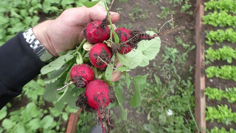 Партнер Редис СЕЛЕСТА F1 ^(1г), изображение 5