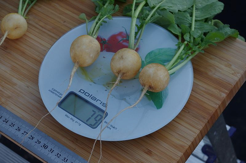 Партнер Редис ЗЛАТА ^(2г), изображение 5