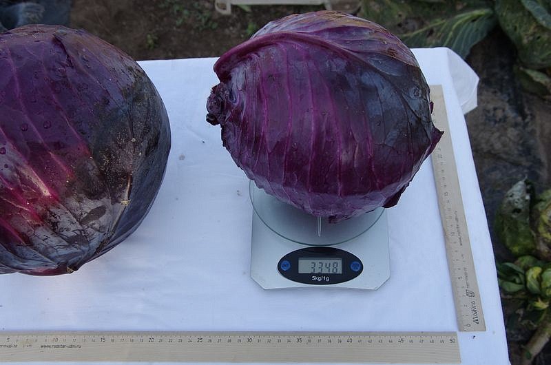 Партнер Капуста кр/к БЕНЕФИС F1 ^(0,3г), изображение 5